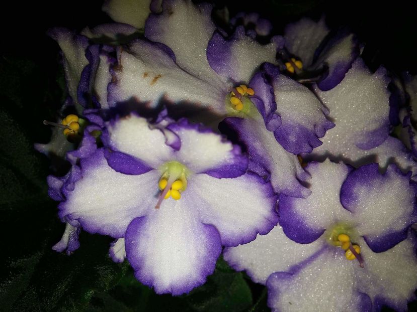 received_1482229188460868