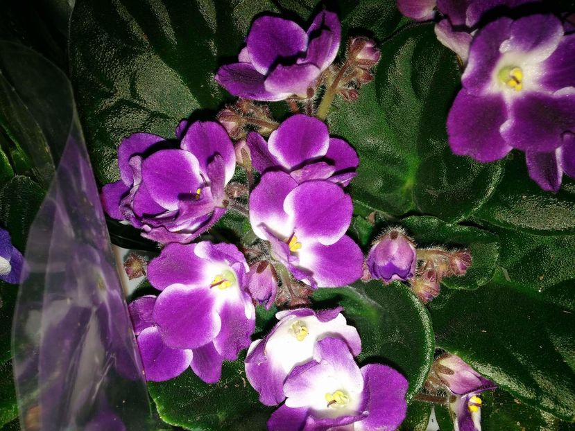 received_1482229185127535