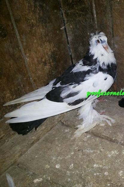 vândut lui Noris Hurduc(GL)