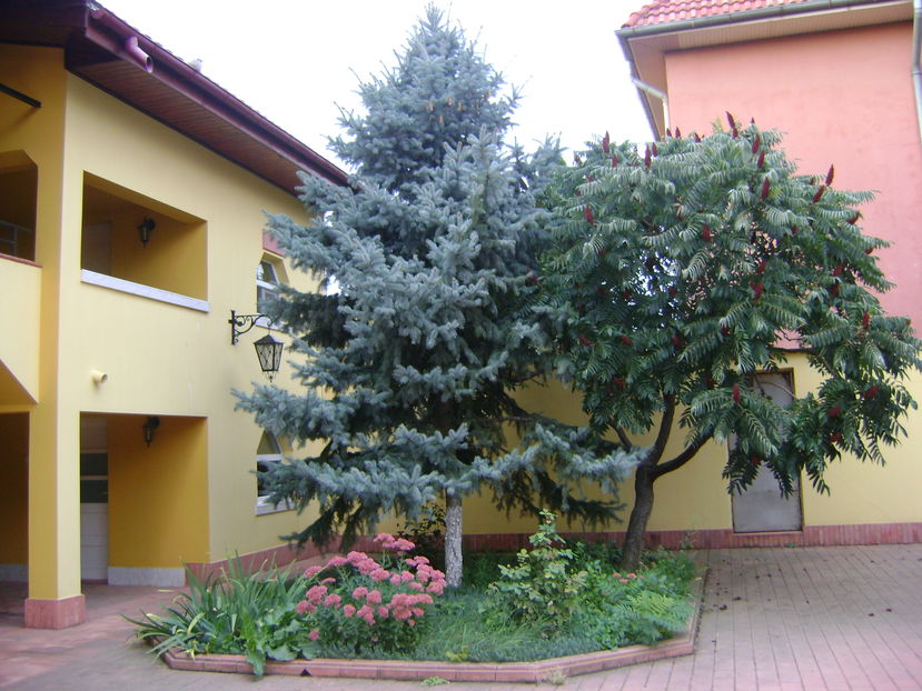Toamna in curte - Toamna 2016-2017