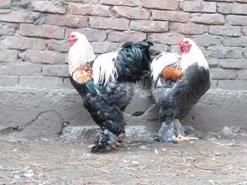 14483769_1195692107120342_963382642_n - Pui 2016 Somon