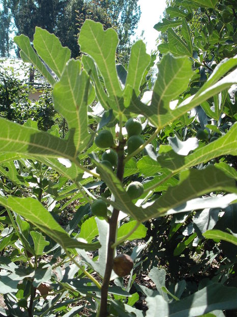 smochine negre - Arbusti fructiferi