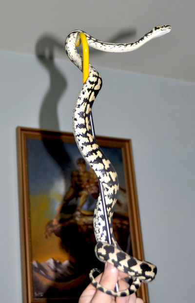  - Morelia spilota cheynei- jungle carpet python