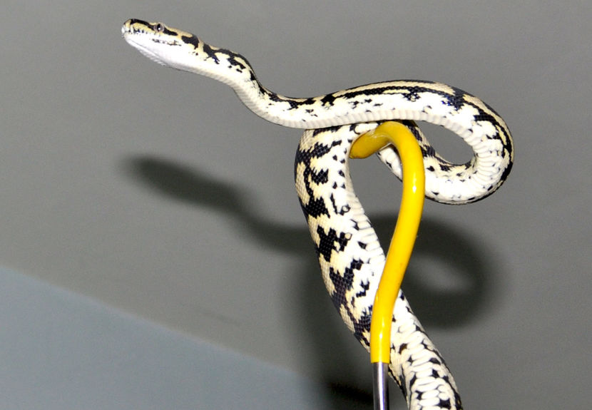  - Morelia spilota cheynei- jungle carpet python