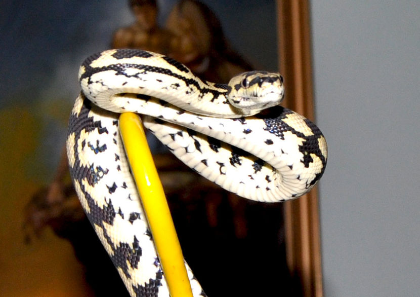  - Morelia spilota cheynei- jungle carpet python