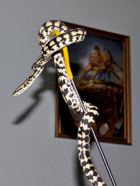  - Morelia spilota cheynei- jungle carpet python