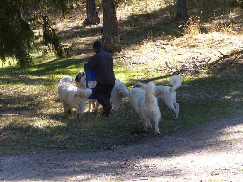 Ciobanestii la mancare