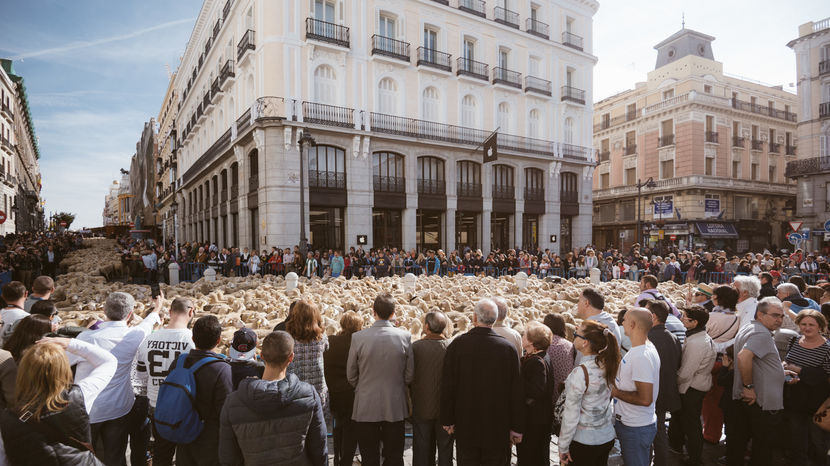 La noi stramba din nas oamenii cand trec turmele
