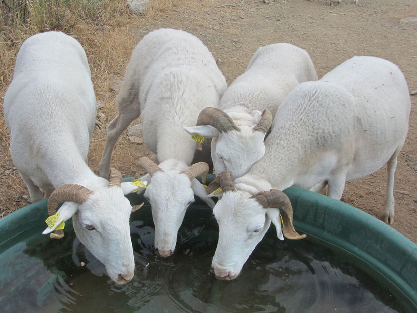 Oitele din Pirinei insetate