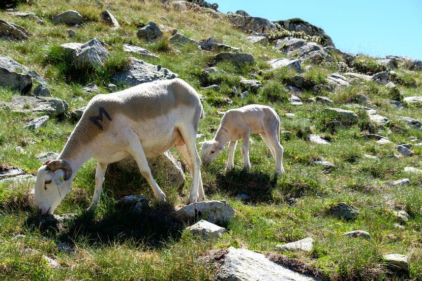 Oitele in Pirinei-8cr