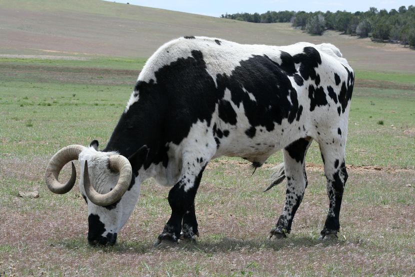 Coarne deosebite-76 - RASE DE VACI FRUMOASE-2