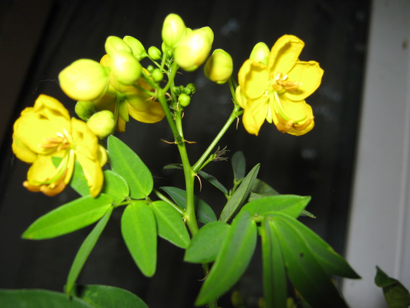 cassia - a-a Flori  2016