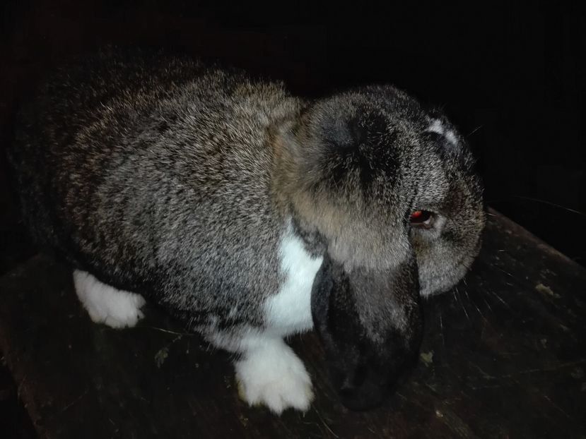 DIN AMBI PARINTI MANTULATI