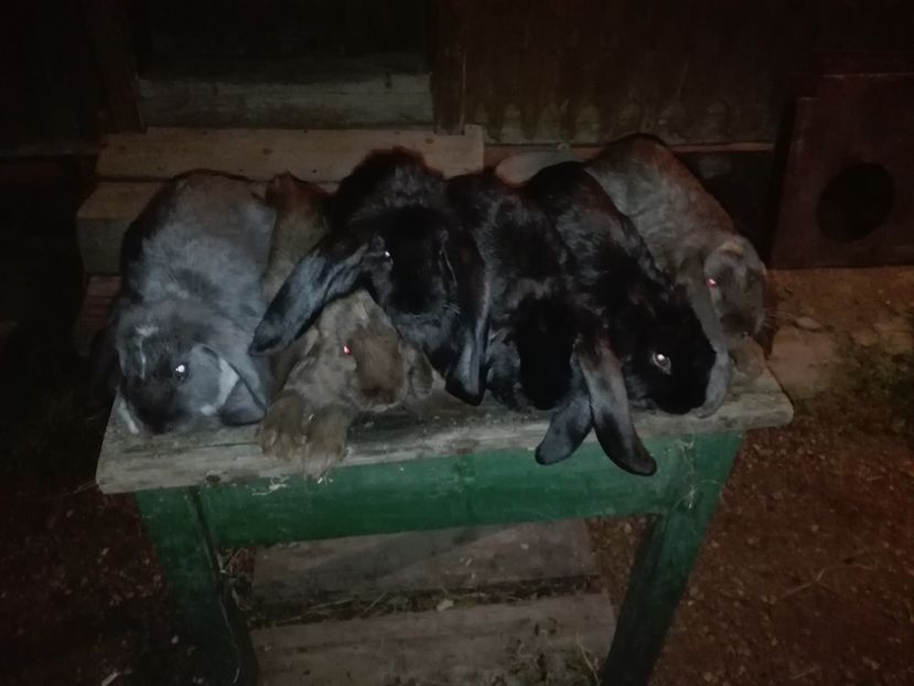 2 MASCULI SI 4 FEMELE