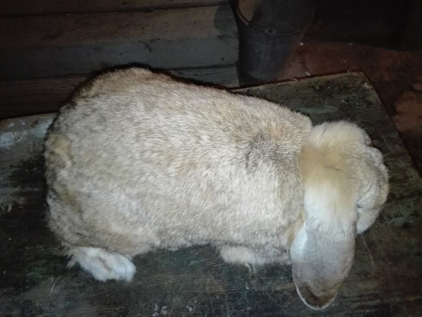 DIN 17 IANUARIE - DE VANZARE TOATA MATCA DE BERBEC GERMAN URGENT PRETURI F MICI