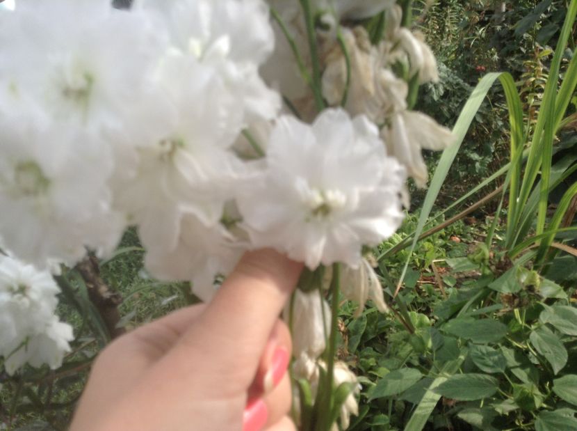 Delphinium alb