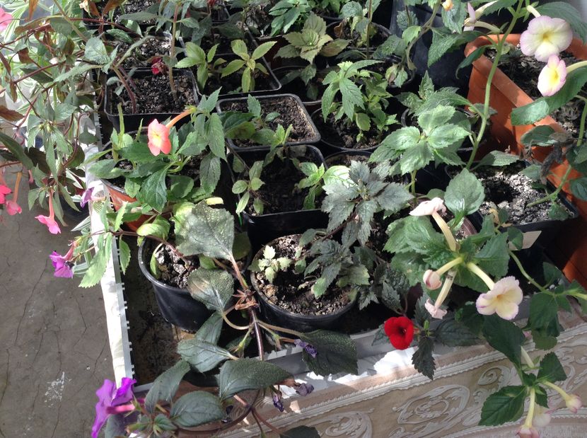 Achimenes