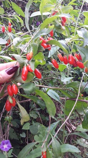  - Goji  Lycium Barbarum new big