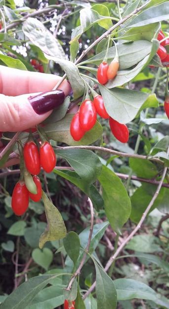  - Goji  Lycium Barbarum new big