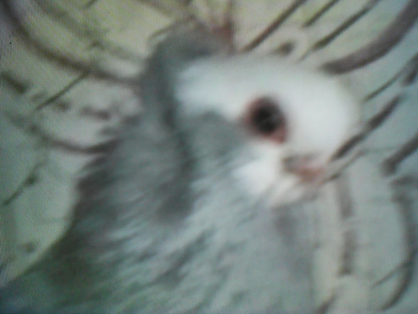  - aranjare poze
