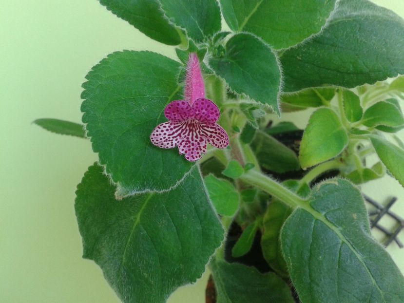 ; kohleria

