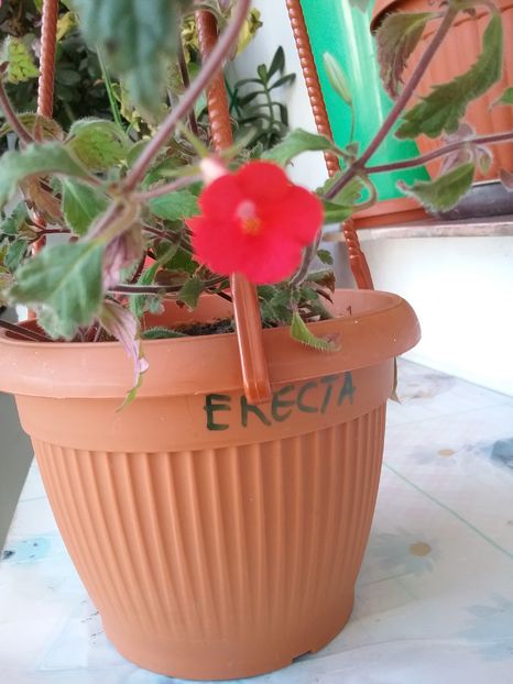  - Erecta