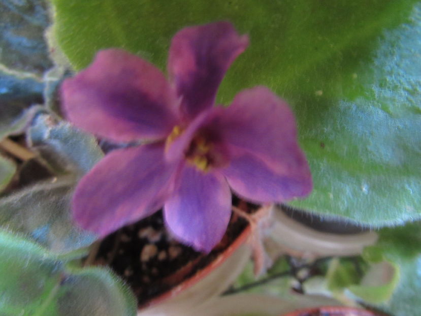  - Violete
