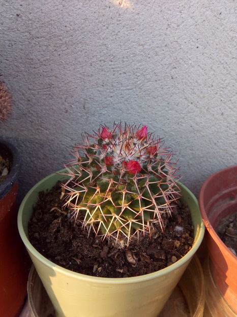  - Mammilaria