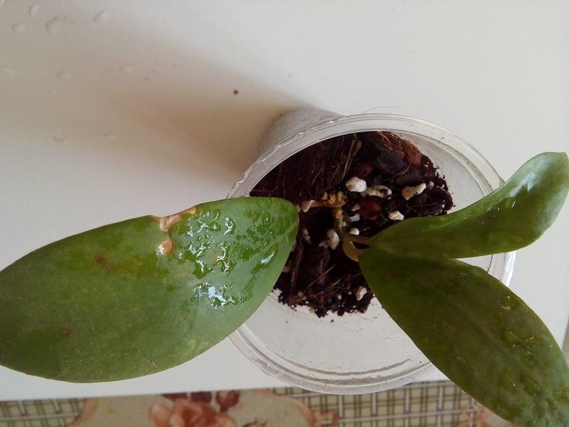 mindorensis-evolutie - Plante Hoya achizitionate 2016
