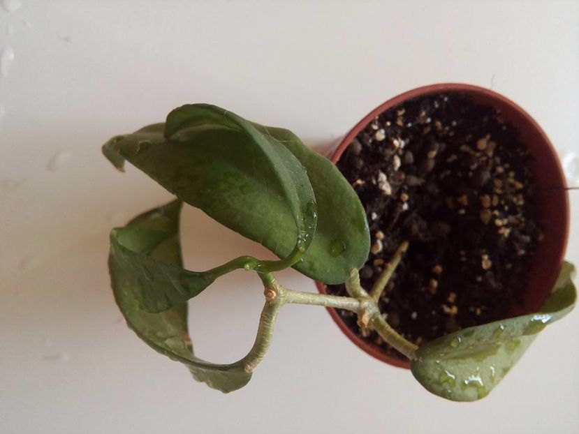 pimentaliana-evolutie - Plante Hoya achizitionate 2016