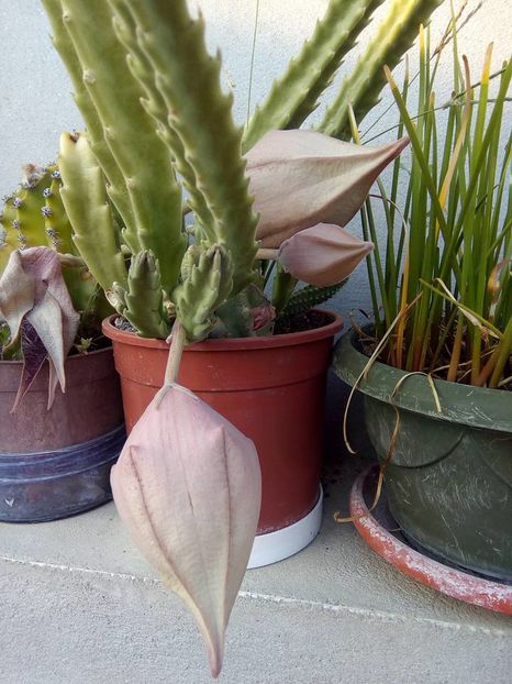 14463245_1245222322184167_397602867830434342_n