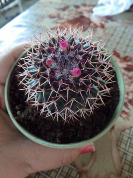 mammilaria - Cactusi si suculente