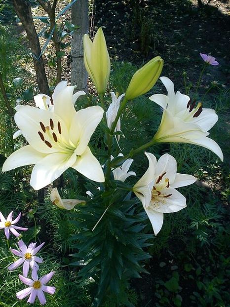 1004751_580997478606658_464809870_n - Lilium