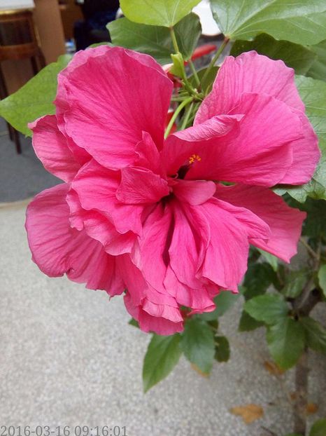 14457503_1245220965517636_3579646441764272443_n (1)