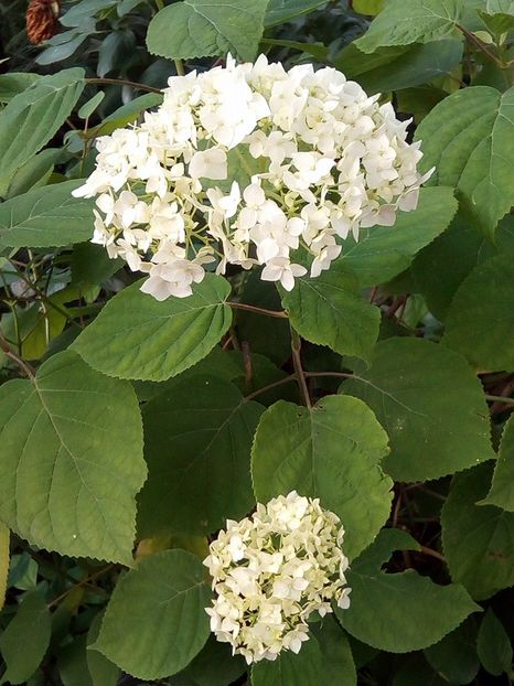 13419260_1161778993861834_6075648615741944977_n