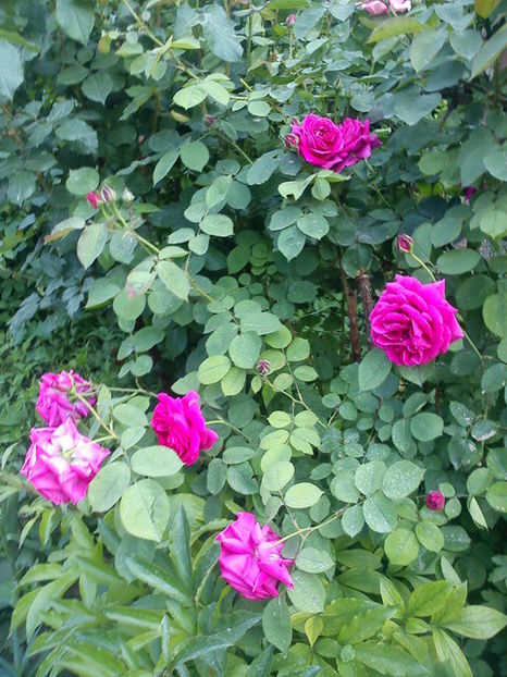 - Trandafiri de gradina