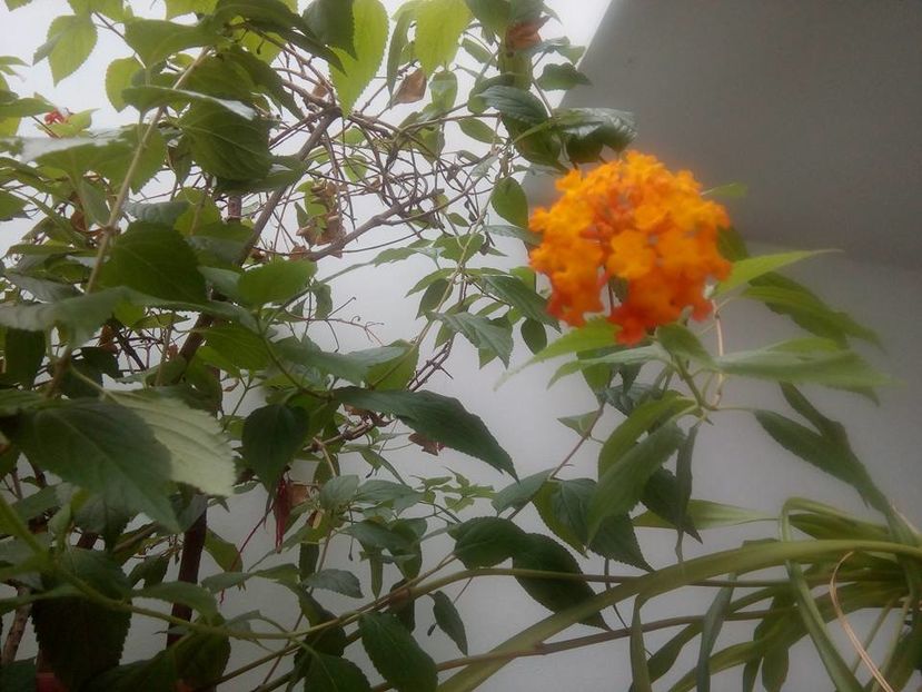 lantana