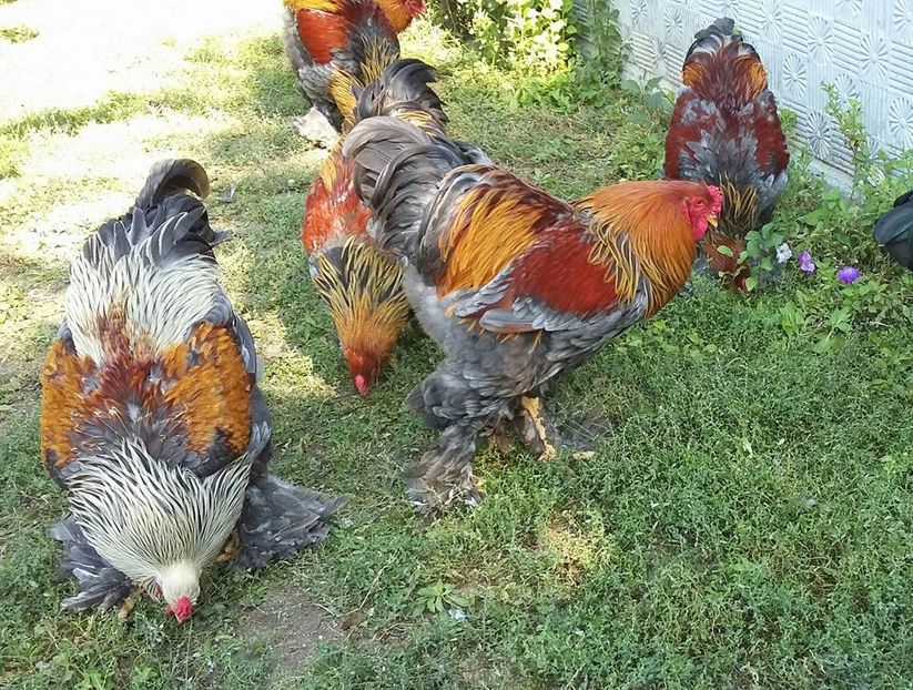 si potarnichiu albastru