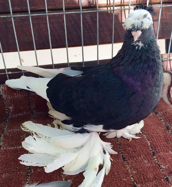 Femela - PORUMBEI VANDUTI 2018