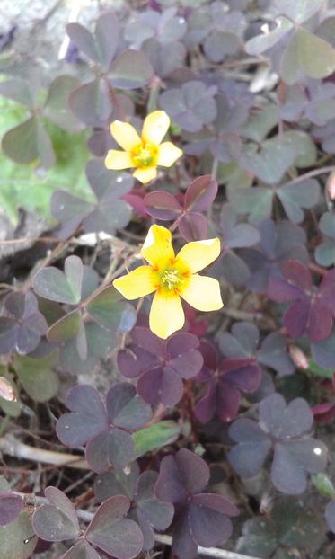 Oxalis corniculata - Flori din gradina