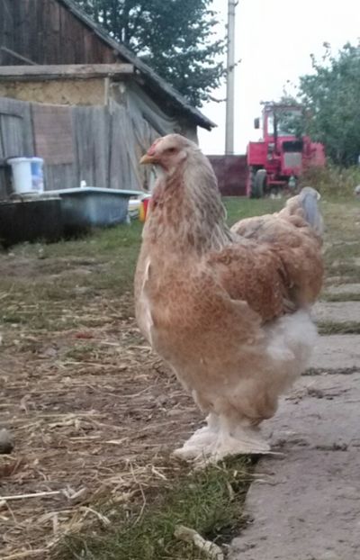 14495432_1197323303623889_873925978624468476_n