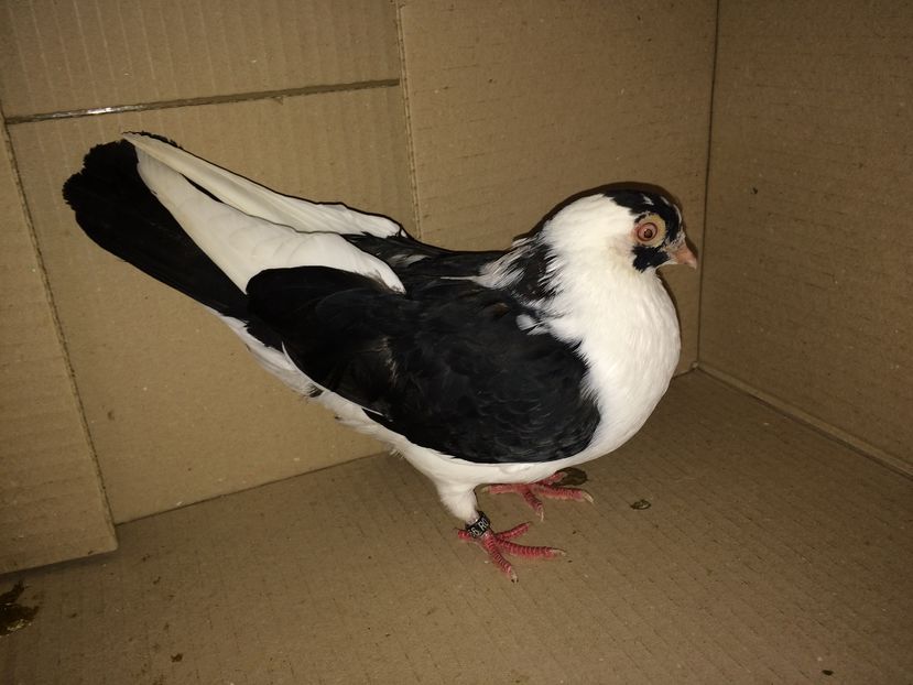 1466  RCR  mascul  2016