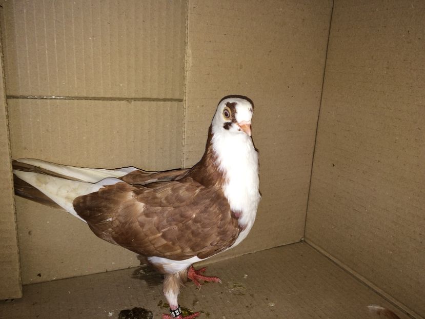 12139  femelă  2016