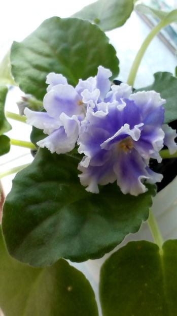 Blue Mist(Golanii Tuman) - Violete africane inflorite