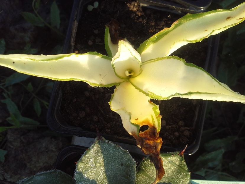 Agave desmettiana aurea Joe Hoak