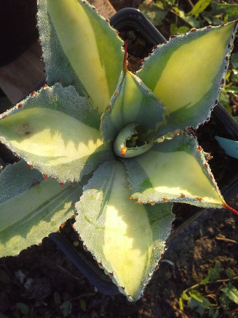 Agave potatorum medio picta
