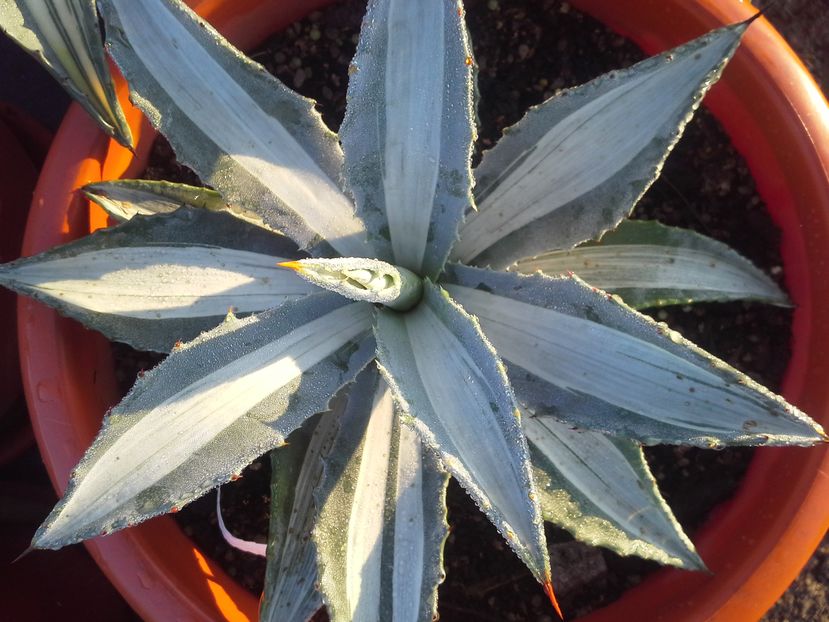  - agave colectie proprie