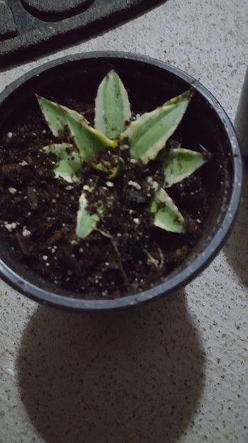 Agave xylonacantha 'Frostbite'; trebuie sa soseasca
