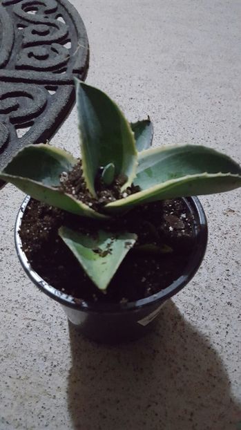 Agave gypsophila 'Ivory Curls'; trebuie sa soseasca
