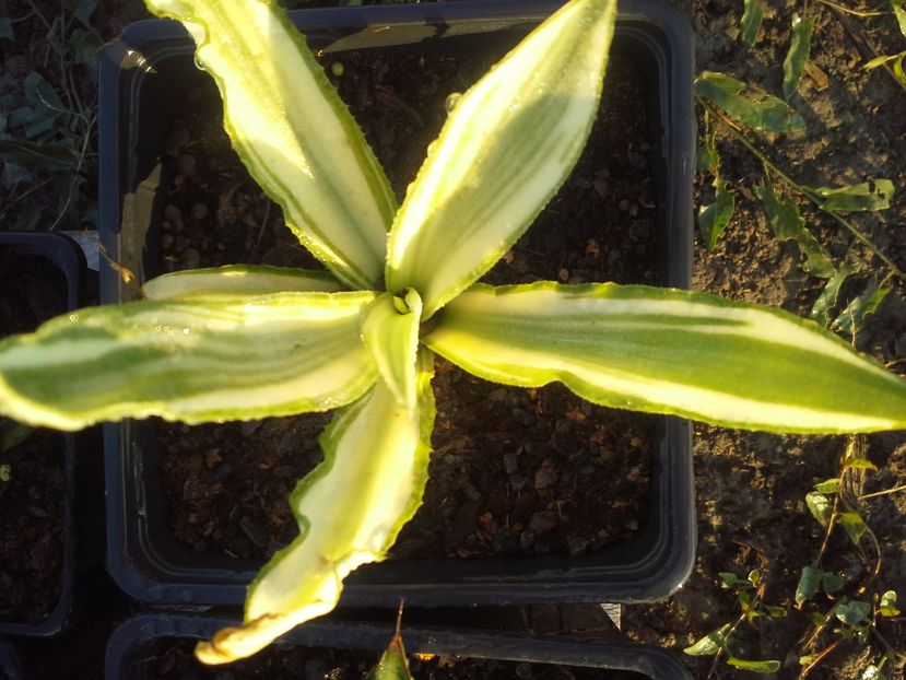 agave desmetiana joe hoak